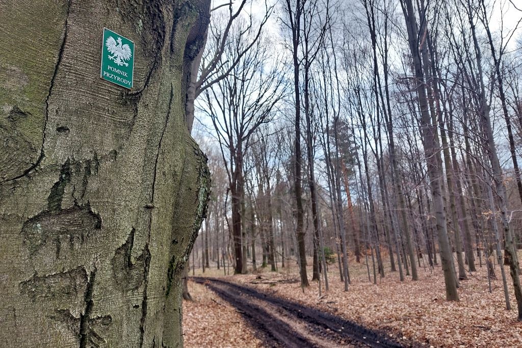 Radni jednogłośnie za pomnikami przyrody. 30 drzew zyska taki status