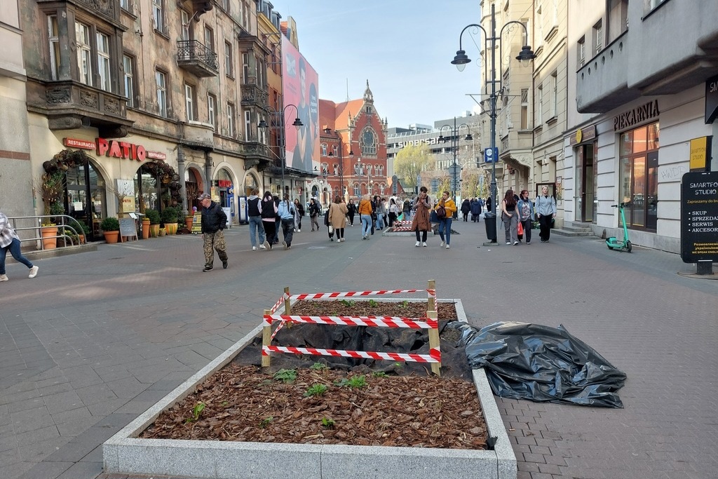 Trwa wymiana drzew na Stawowej. Poprzednie zostały wykopane