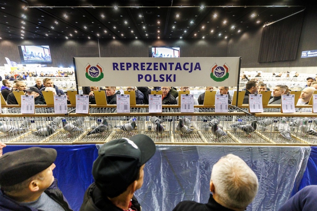 Gołębiarze opanowali MCK. Rozpoczęli targi i wystawę gołębi pocztowych