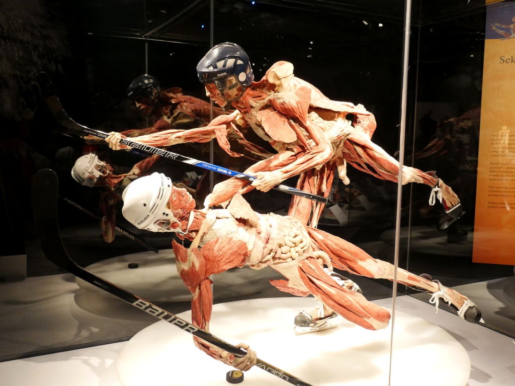 Akcja promocyjna portalu Katowice24.info 50/50. Zdobądź bilety na wystawę Body Worlds w Katowicach