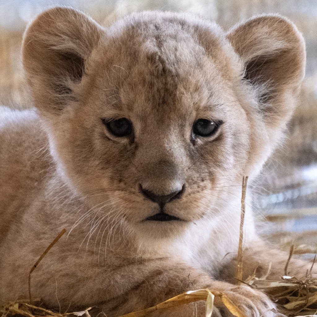 W Śląskim Zoo urodziły się cztery lwy