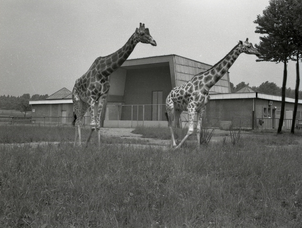 Małe pingwiny i żyrafa oraz otwarcie pawilonu lasu deszczowego Ameryki Południowej. Zoo świętuje 65. urodziny