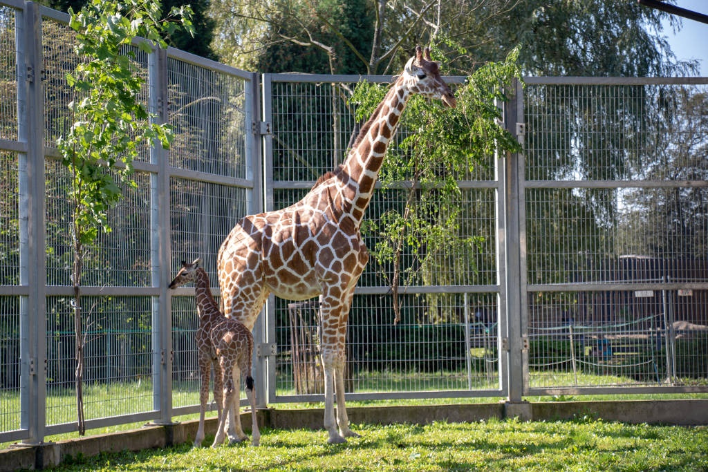 W Śląskim ZOO urodziła się żyrafa