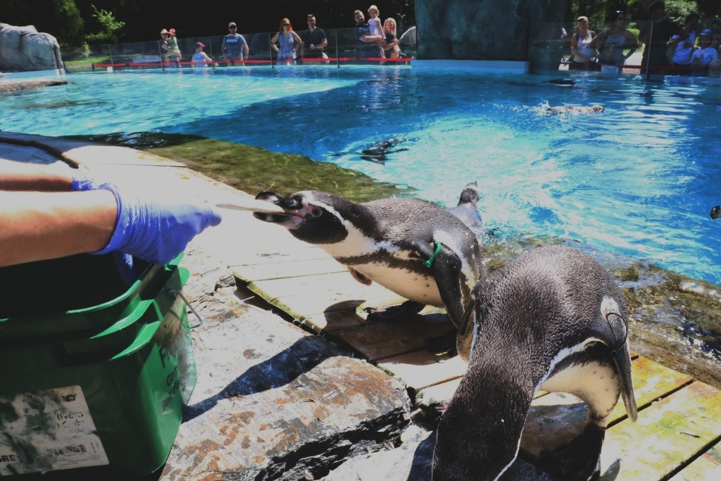 Światowy Dzień Oceanów w zoo. Czekają bezpłatne wejściówki