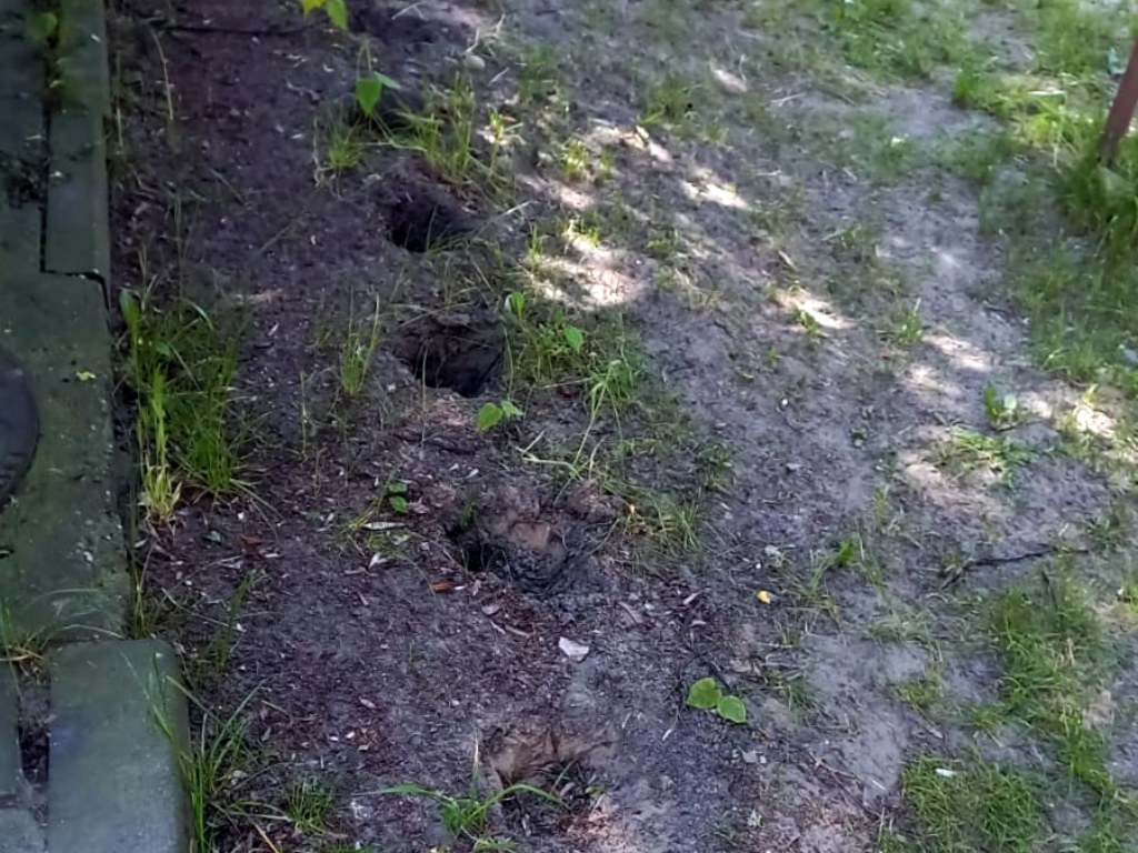 Ktoś ukradł 24 rośliny posadzone z Zielonego Budżetu. Sprawa trafiła na policję