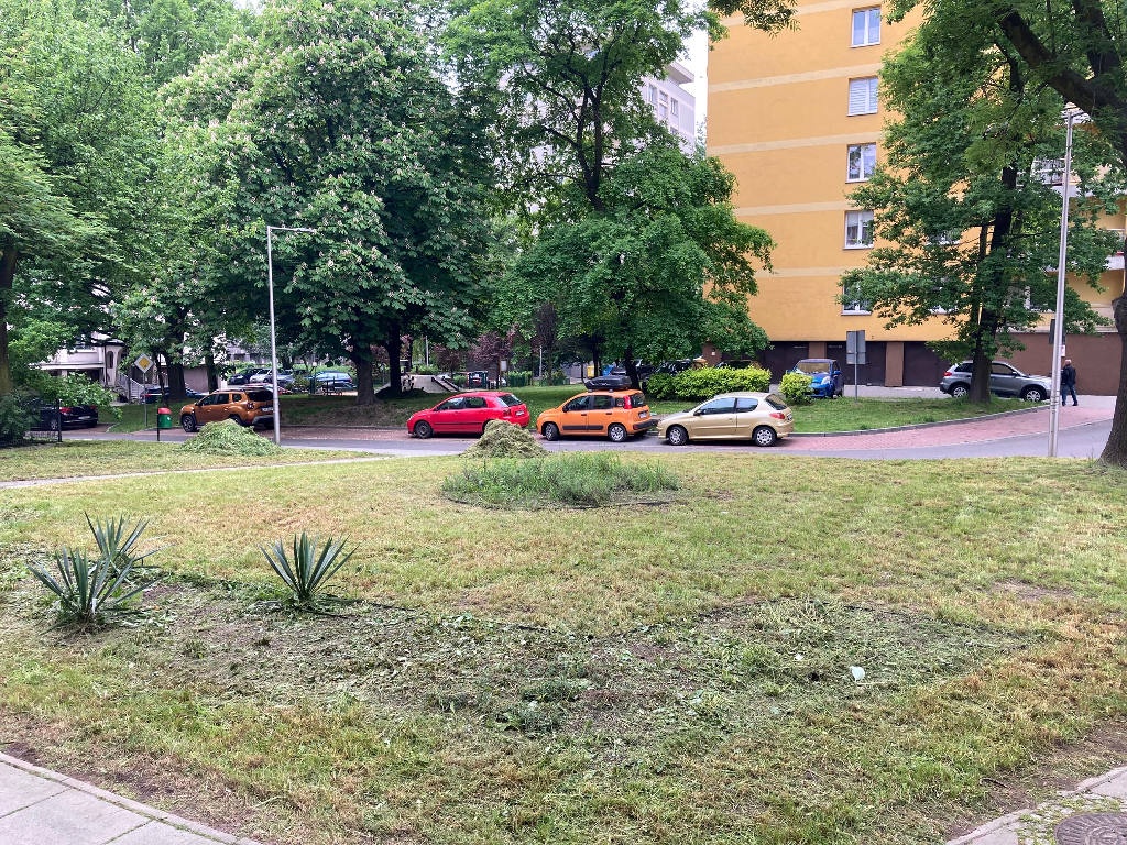 Wynajęta przez miasto firma wykosiła rośliny zasadzone w ramach Zielonego Budżetu