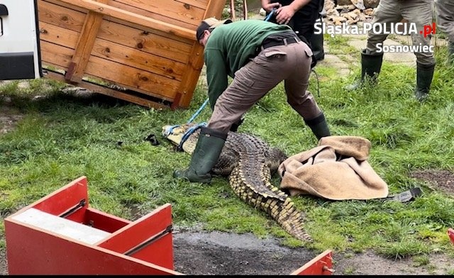 Mieszkaniec Sosnowca trzymał w przybudówce do garażu dwa krokodyle nilowe. Jeden z nich był martwy