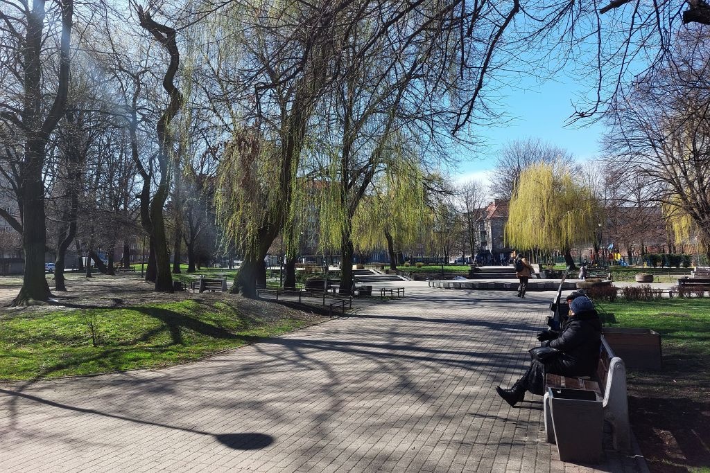 Dzień dobry Katowice. Leśnicy organizują akcję sadzenia drzew