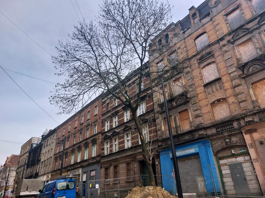 Wycinka w Bytomiu. Drzewa badała ta sama firma, która nielegalnie wycięła stuletnie kasztanowce w centrum Katowic
