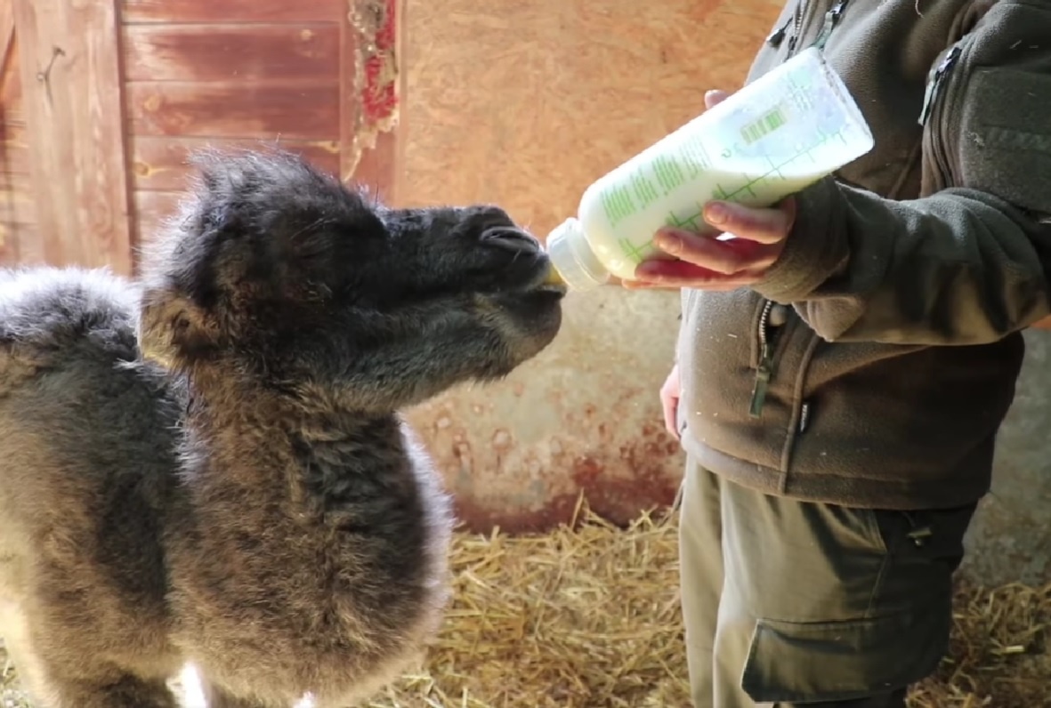 Kolejne narodziny w chorzowskim zoo. Wielbłądzia mama zaskoczyła opiekunów