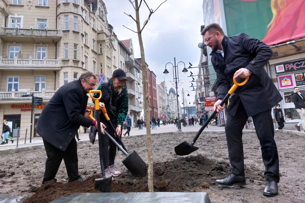 Na ul. Stawowej nie dało się nasadzić drzew, dopóki wniosku nie złożył radny
