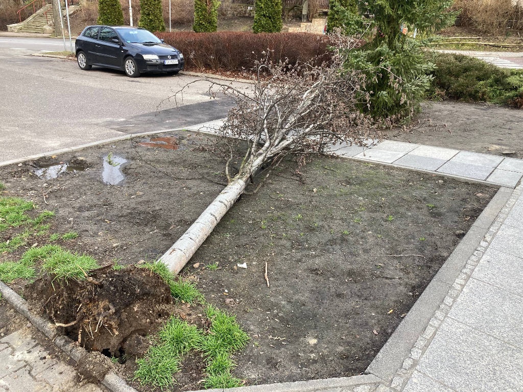 Drzewo wyrwane z korzeniami w centrum Katowic