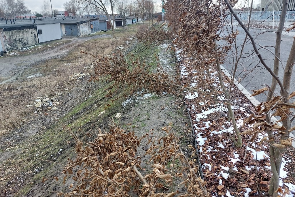 Są pierwsze ofiary otwarcia nowego stadionu w Sosnowcu. To drzewa