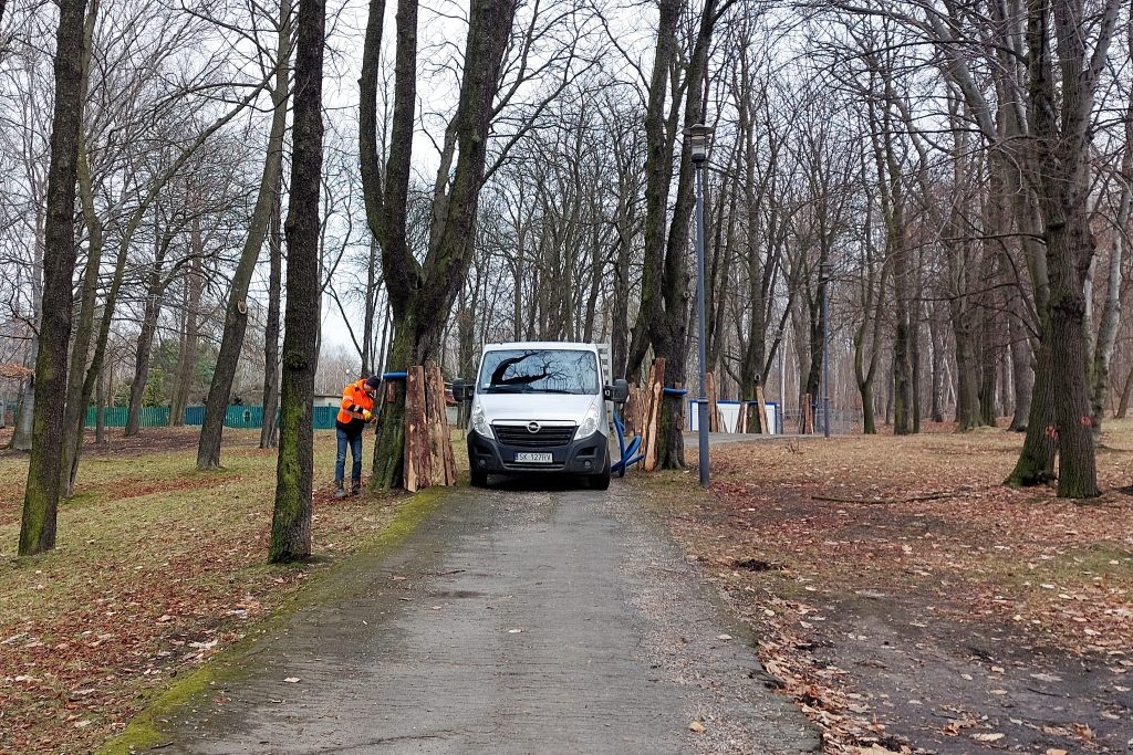 Rozpoczęła się metamorfoza Parku Wełnowieckiego. Trzeba wyciąć około 100 drzew