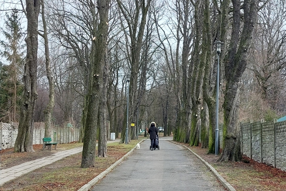 Dzień dobry Katowice. Rozpoczęła się rewitalizacja parku na północy miasta