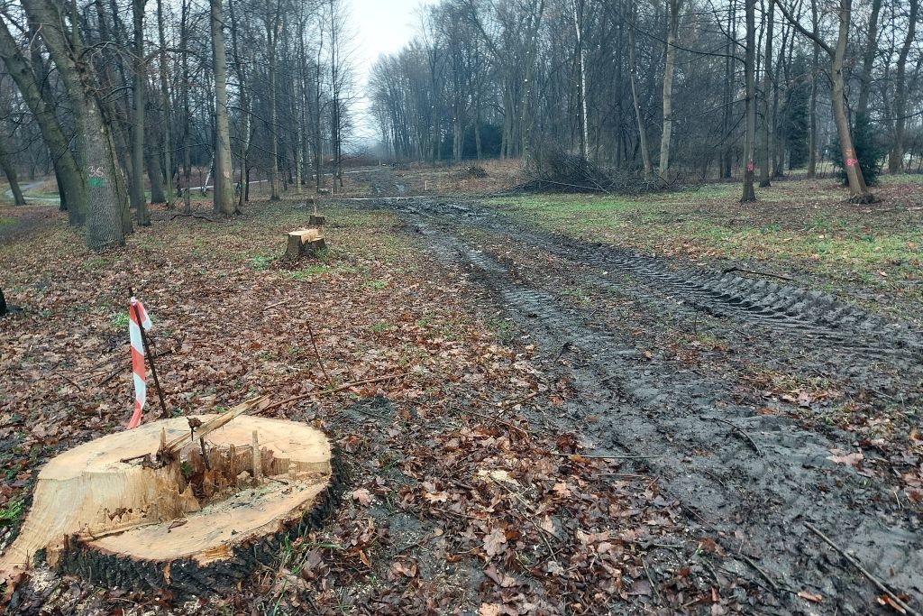 Kilkaset drzew zostało wyciętych w Parku Śląskim. To konieczne, żeby przedłużyć „Elkę”