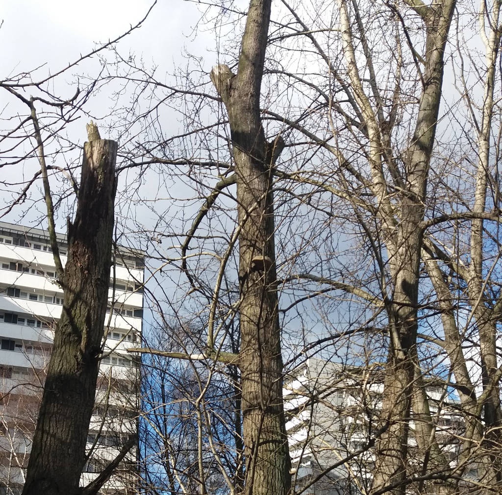 KZGM wytnie drzewa przy ul. Chorzowskiej. Możliwe są utrudnienia w ruchu