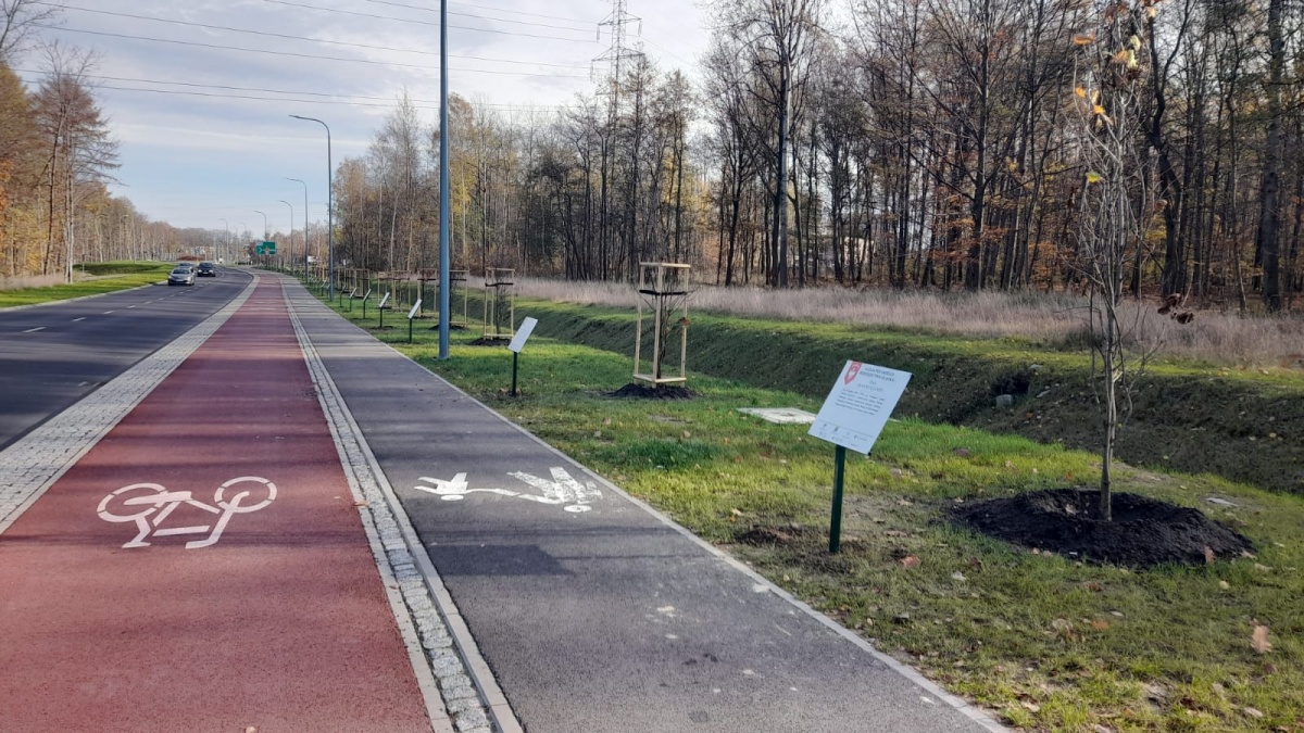 Powstała dębowa Aleja Polskiego Dziedzictwa Śląska. To pomysł wojewody, ale wykonany miejskimi służbami