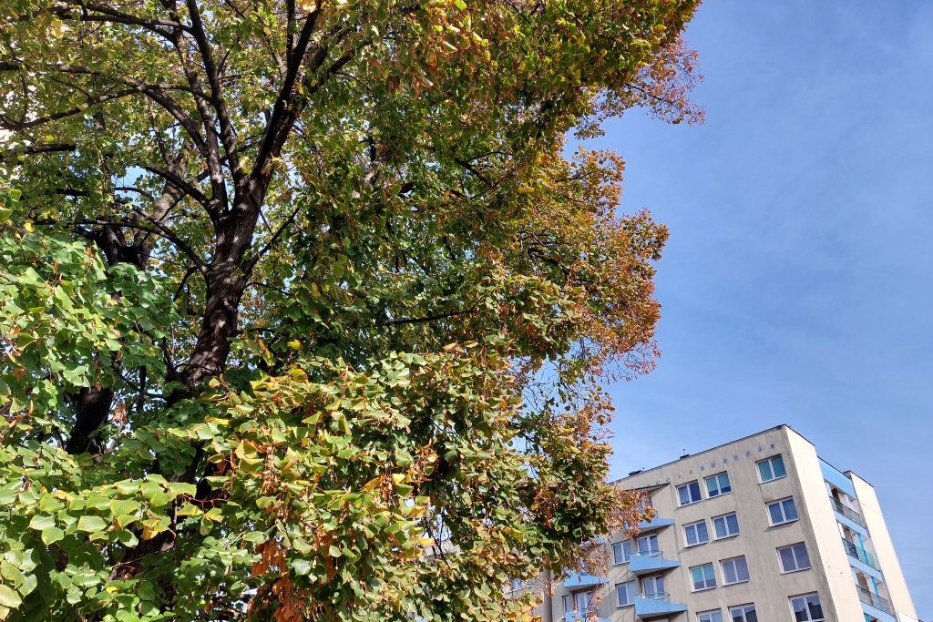 Zamieszanie wokół drzewa na Koszutce. Właściciel nie chciał go wycinać, ale mieszkańcy zaczęli protestować