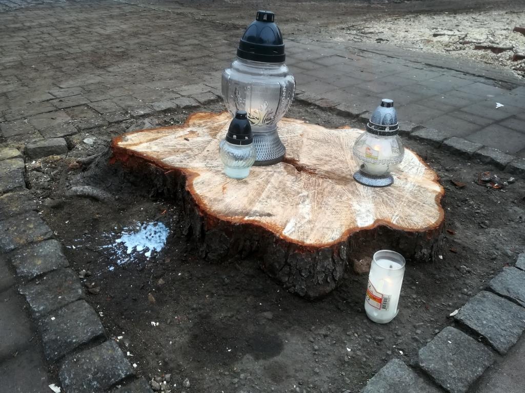 Deweloper, który nielegalnie wyciął stuletnie kasztanowce w centrum Katowic, na razie nie zapłaci żadnej kary