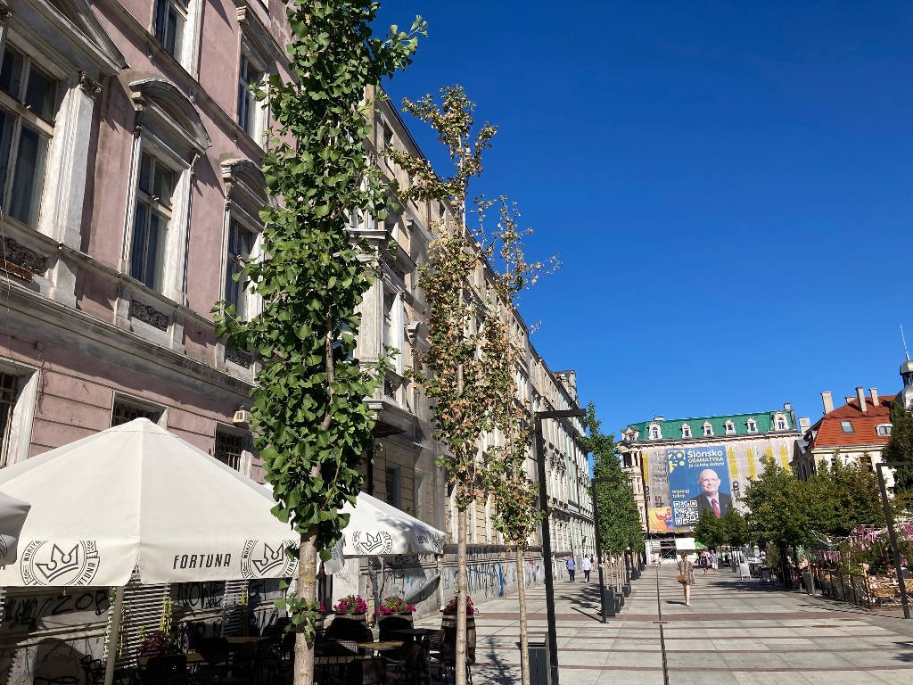 Niektóre drzewa na ul. Dworcowej wyglądają na uschnięte. Urzędnicy uspokajają