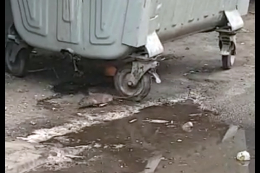 Problem ze szczurami w Katowicach. Deratyzacja dopiero za kilka miesięcy