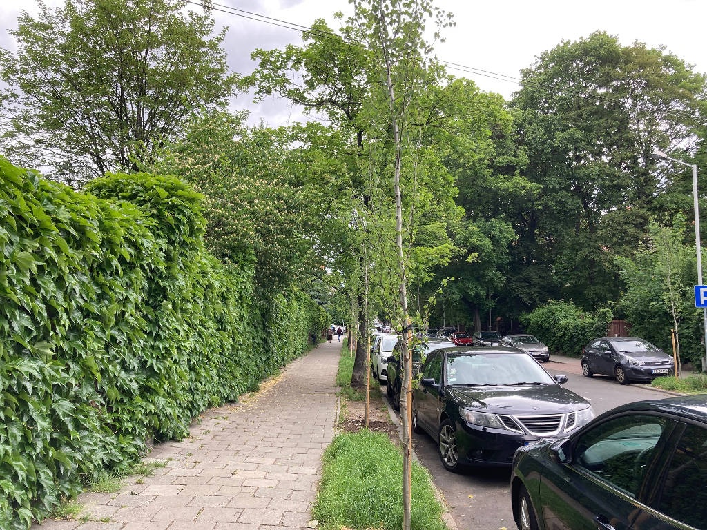 Nowe drzewa w centrum Katowic