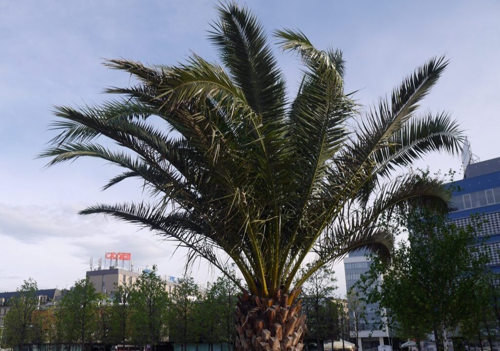 Dzień dobry Katowice. Dzisiaj na rynek wracają palmy