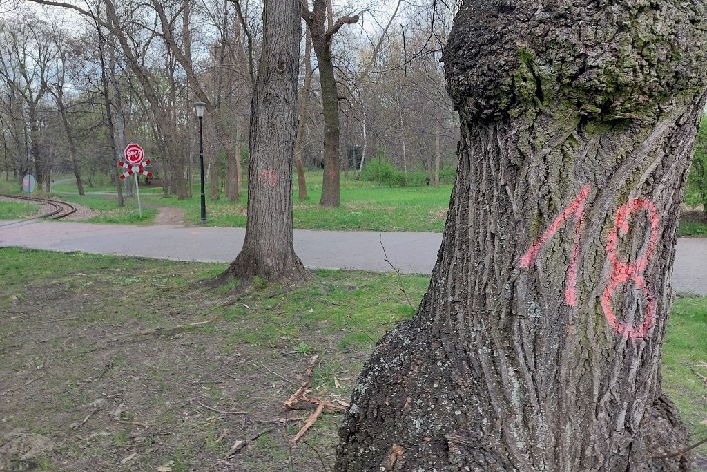 Budowa „Elki” będzie wymagała wycięcia kilkuset drzew