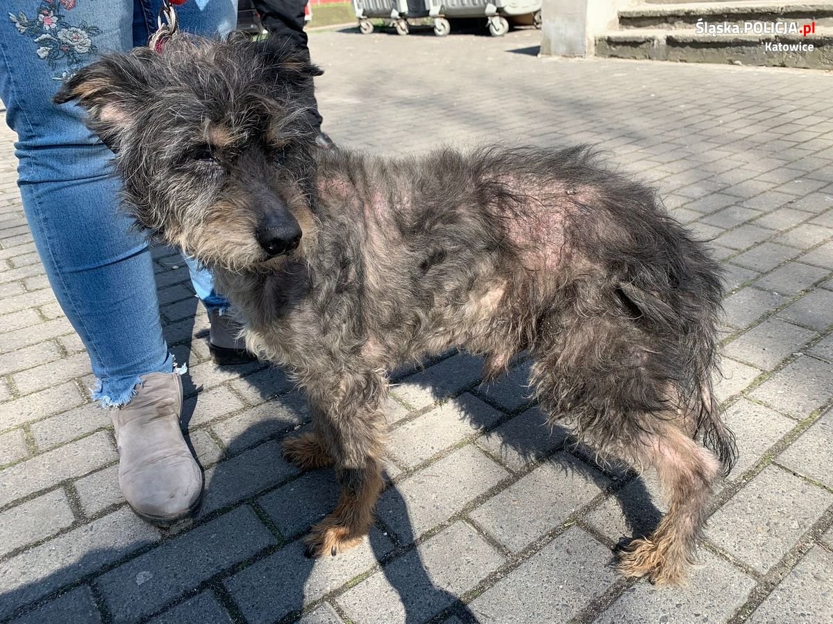 Twierdził, że dobrze zajmuje sie psem. Zwierzę nigdy nie było u weterynarza