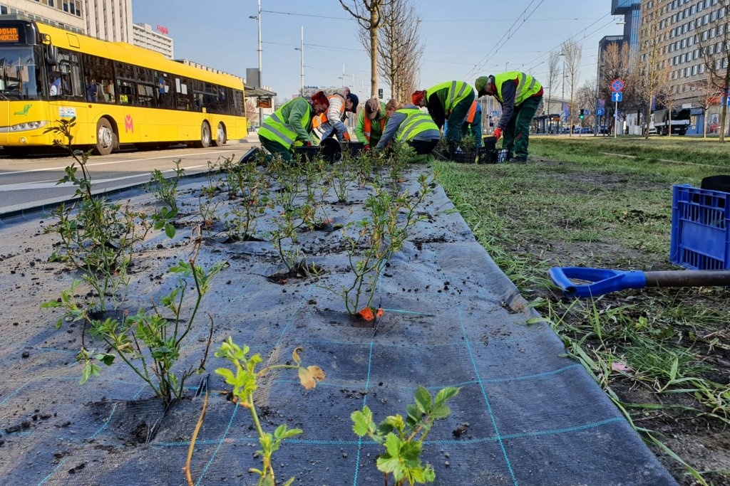 Dzień dobry Katowice. Trwa akcja nasadzeń na al. Korfantego