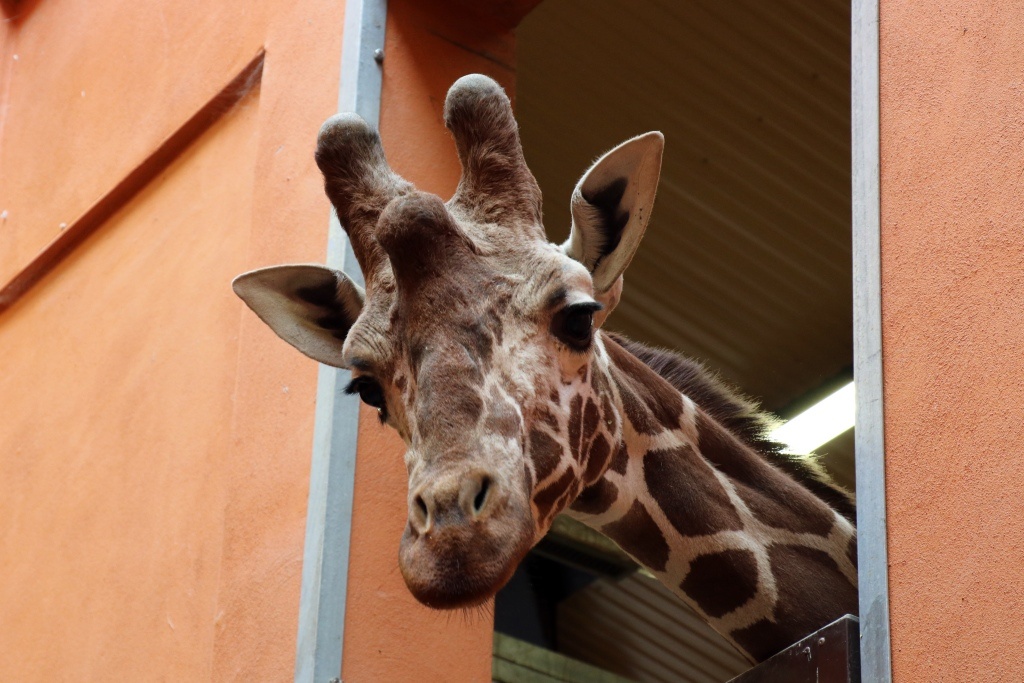 Lemury, rosomaki i żyrafa. W śląskim zoo przybyło zwierząt