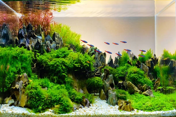 Aquascaping – czym jest i jak zacząć?