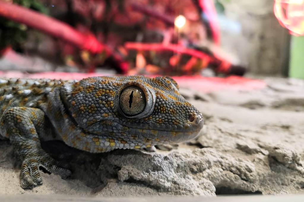 Opiekunowie zwierząt poszukiwani. Trwa rekrutacja do nowego Egzotarium