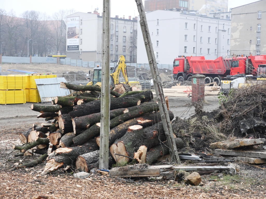 [TYLKO U NAS] Deweloper, który nielegalnie wyciął kasztanowce w centrum Katowic, dostał karę. Symboliczną