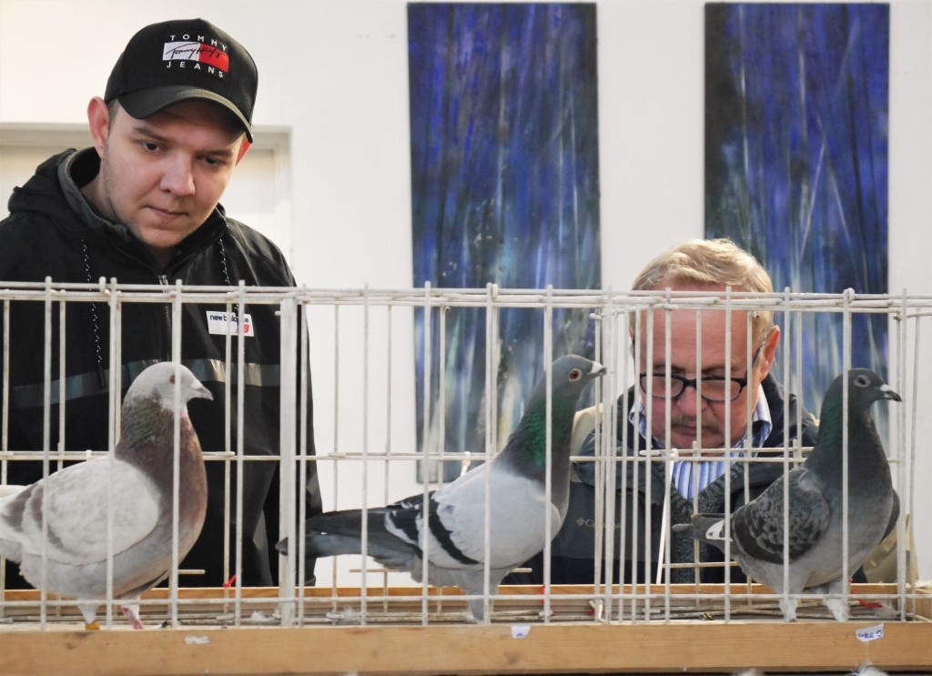 Targi gołębi pocztowych po raz pierwszy odbędą się w MCK. Dzisiaj ruszają EXPOGołębie