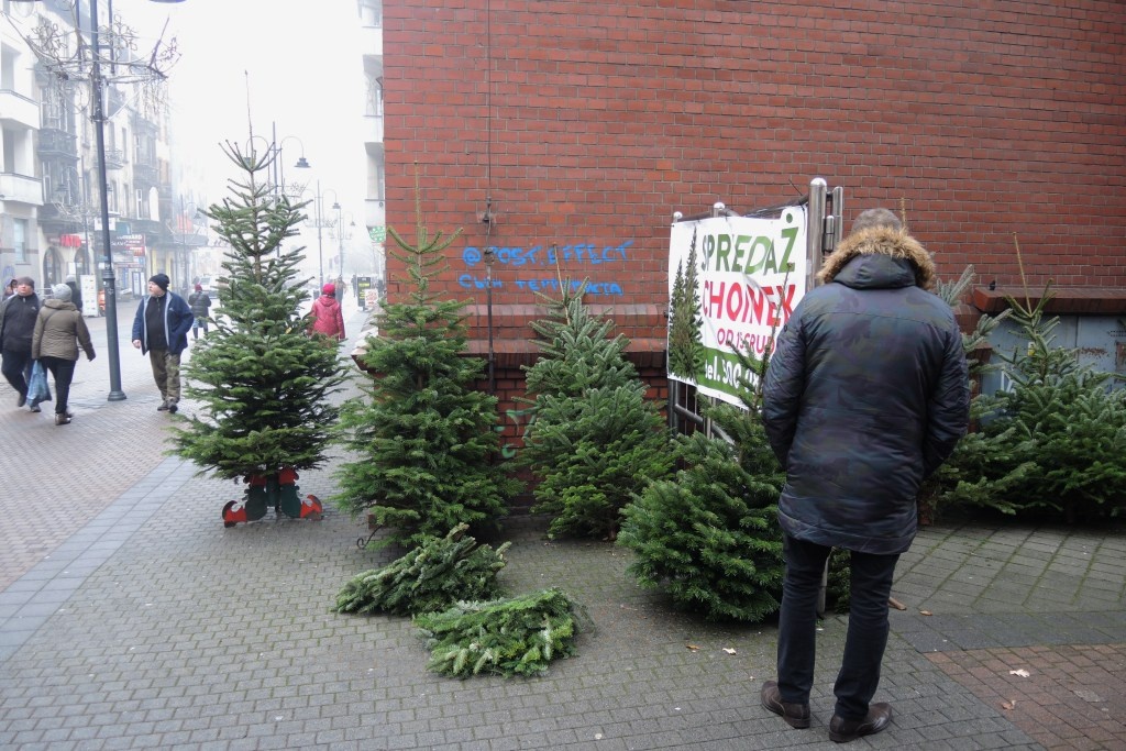 Po choinkę na Stawową. Rodzina z Zawoi sprzedaje tu drzewka od kilkudziesięciu lat