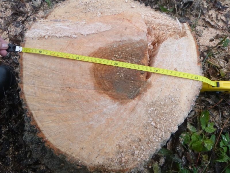 Ścięte drzewo na miejskim terenie. Właściciel posesji twierdził, że ma pozwolenie