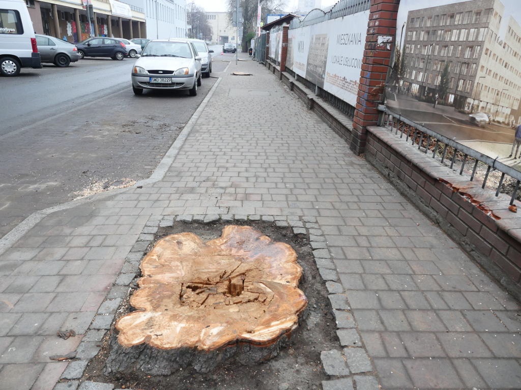 Deweloper, który nielegalnie wyciął stuletnie kasztanowce w centrum Katowic, wynajął agencję PR do ocieplania wizerunku i zapowiada... sadzenie drzew