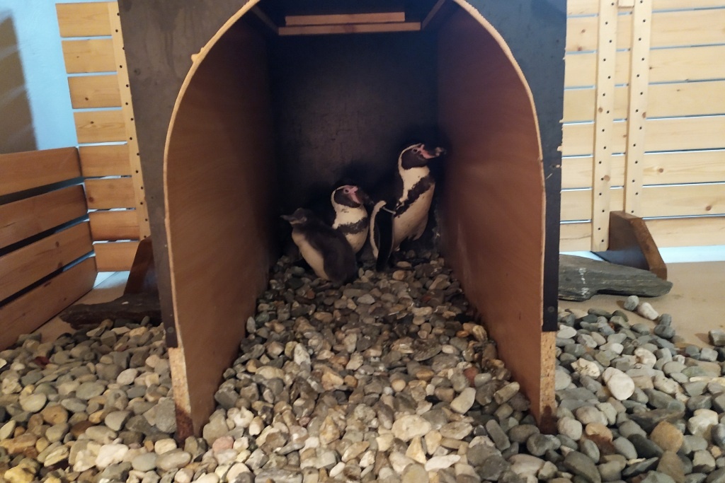 Pierwsze narodziny pingwina w chorzowskim zoo [WIDEO]