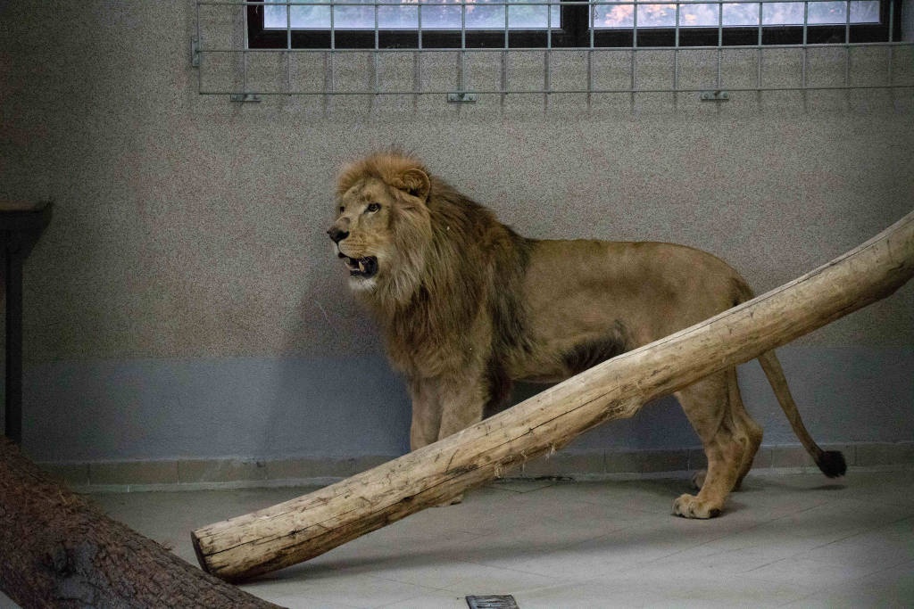 W chorzowskim ZOO znów jest samiec lwa. Przyjechał z Portugalii