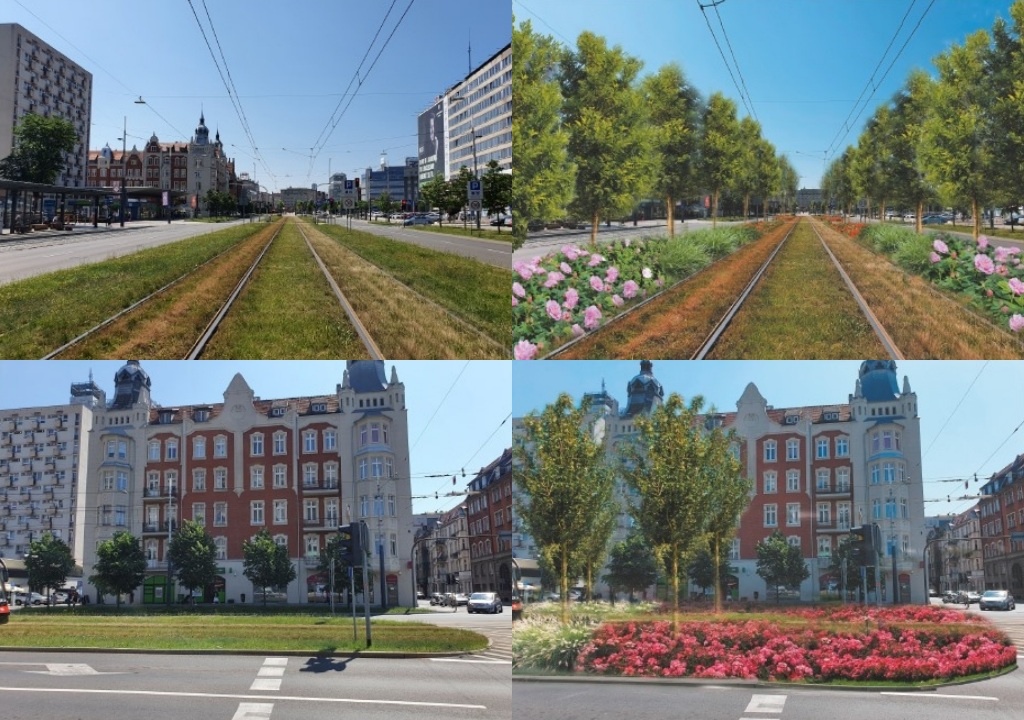 Miasto kupuje 28 dużych drzew, które zostaną posadzone w centrum miasta