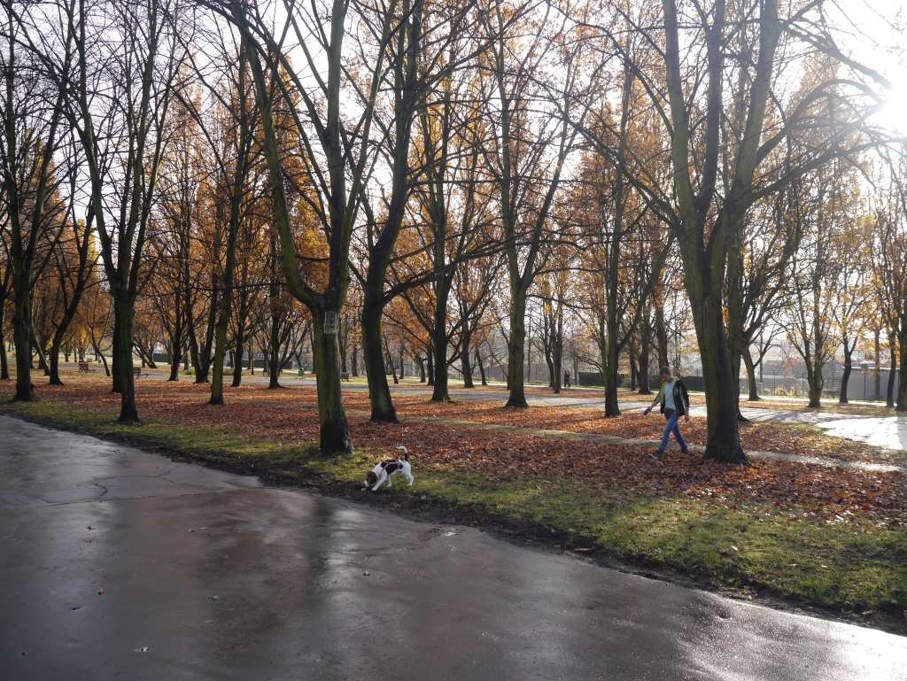 Dzień dobry Katowice. Powstają kolejne wybiegi dla psów