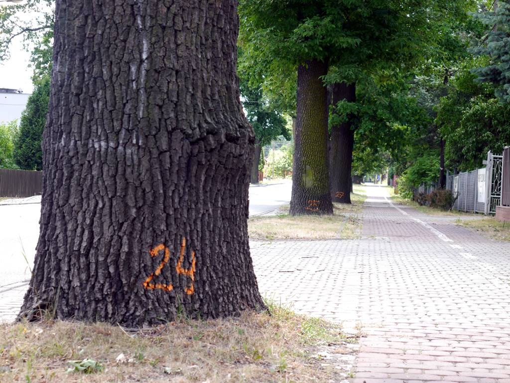Dzień dobry Katowice. Szykuje się wycinka na południu Katowic