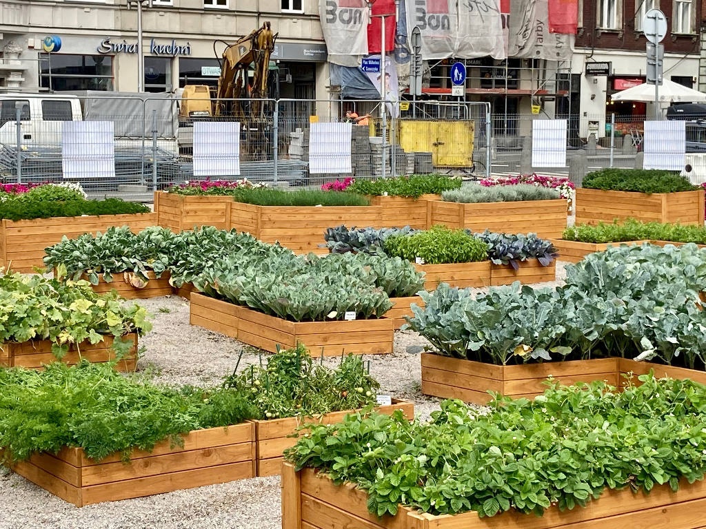 Mieszkańcy będą mogli za darmo zabrać warzywa z miejskiej farmy