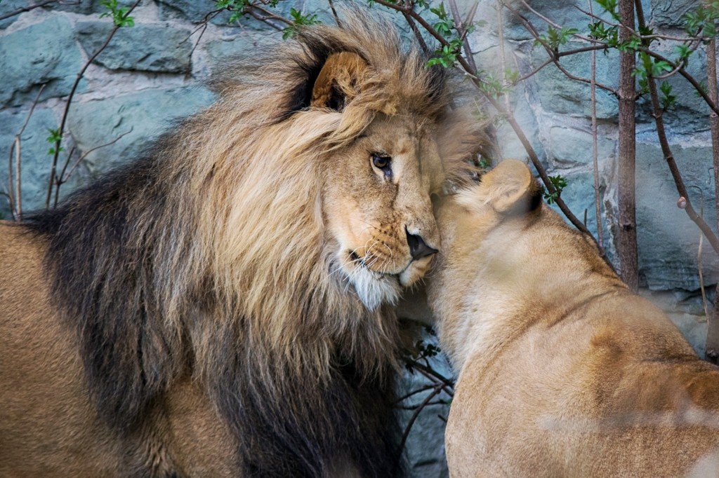 Nie żyje lew z chorzowskiego zoo. Bolek był jedynym samcem w Śląskim Ogrodzie Zoologicznym