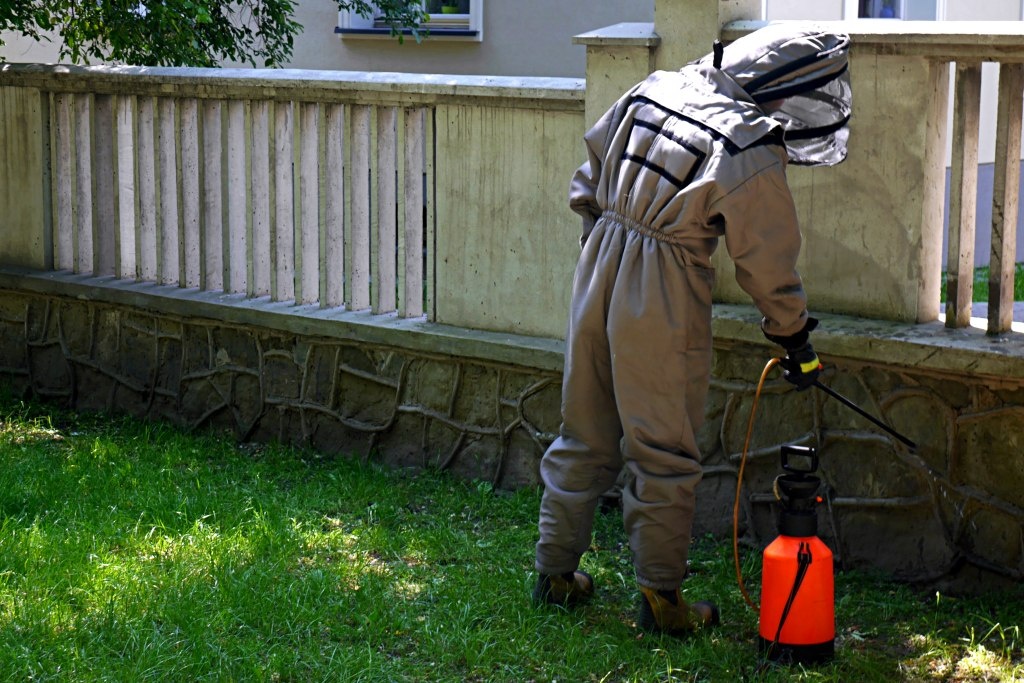 Strażacy zwalczali biedronki azjatyckie w Katowicach