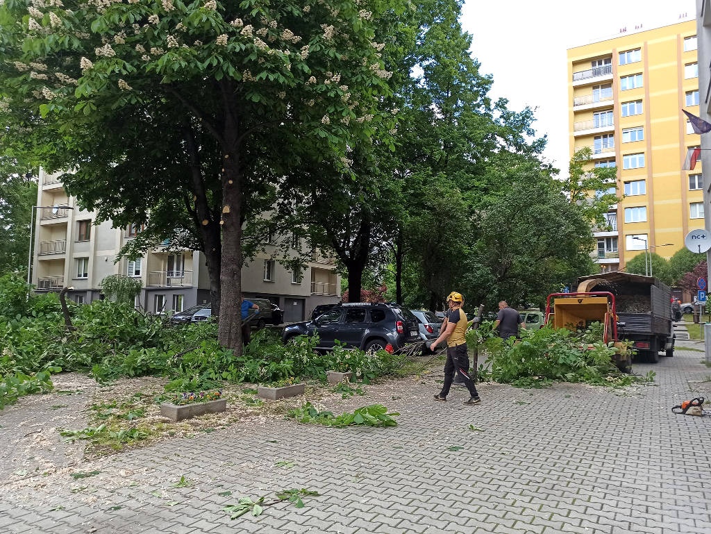KZGM pochwalił się rozłożystym kasztanowcem, po czym mocno go 