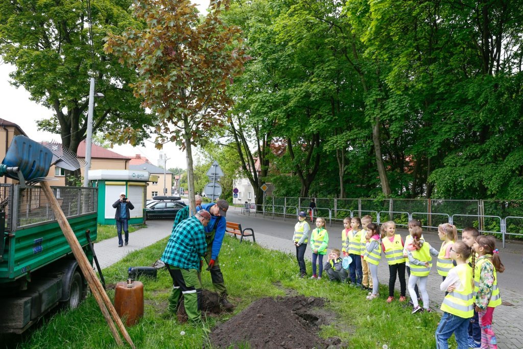 Mieszkańcy Katowic domagają się drzew. Ponad tysiąc wniosków o nowe nasadzenia