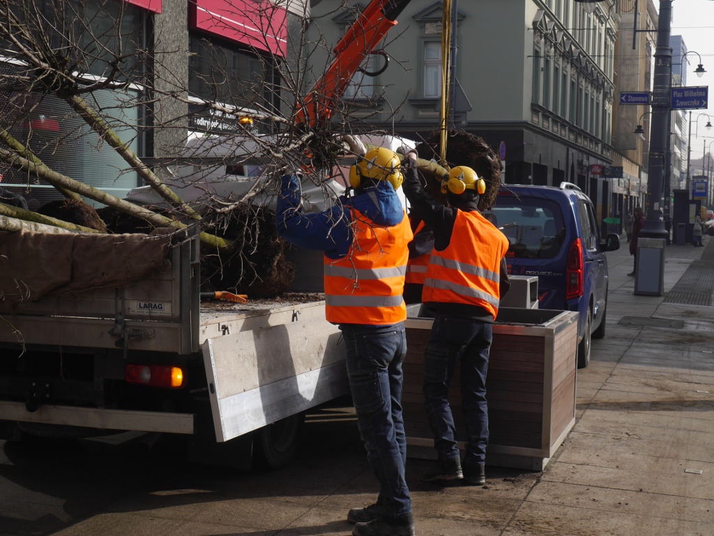 Dzień dobry Katowice. Trwa wymiana drzew w centrum miasta